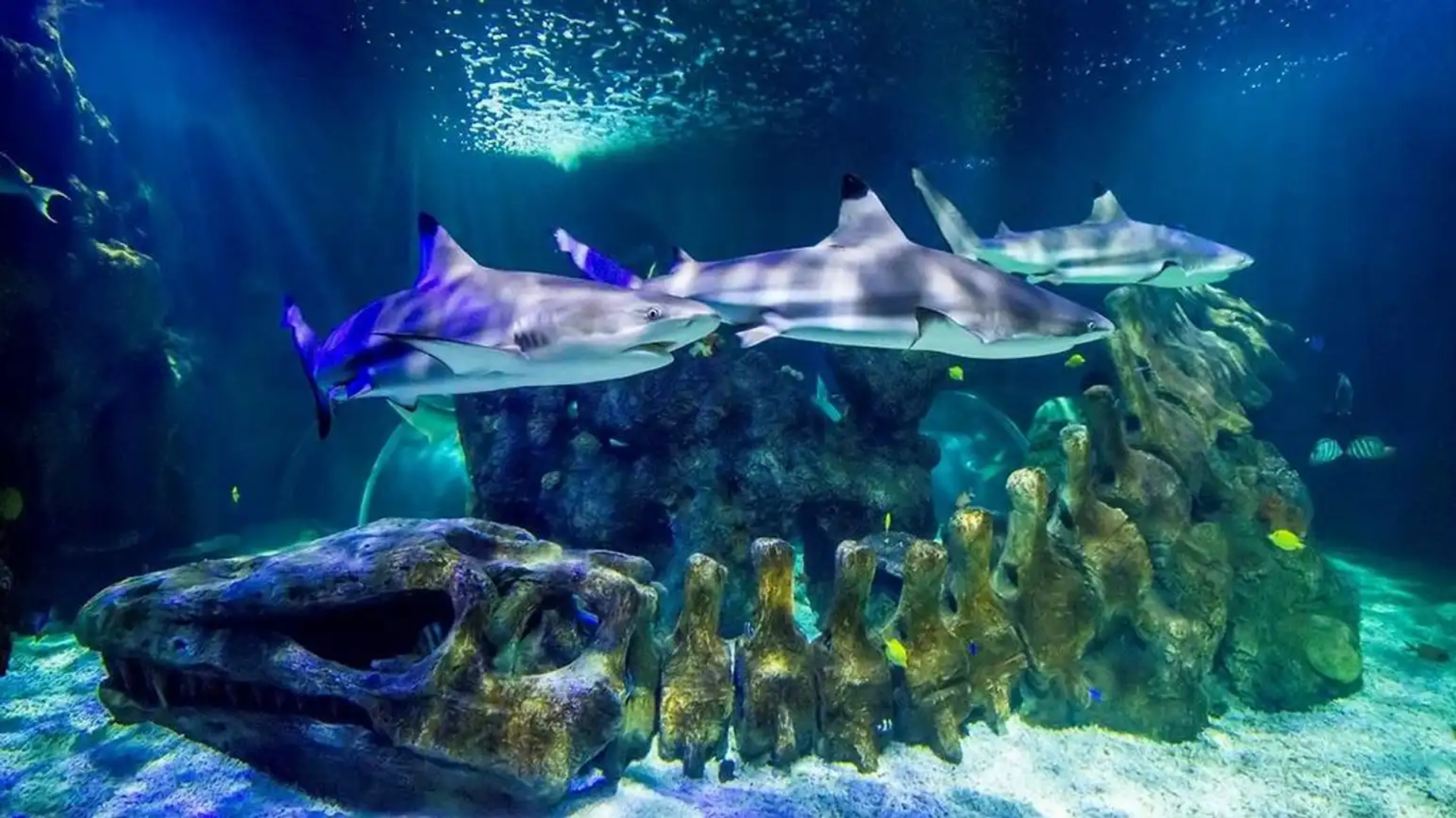 Sea Life Benalmadena